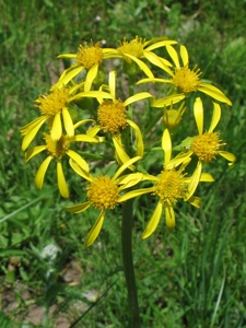 Senecio spp.